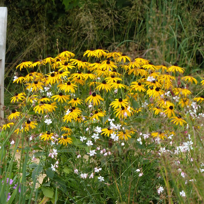 Rudbeckia fulgida Goldsturm (Hábito)