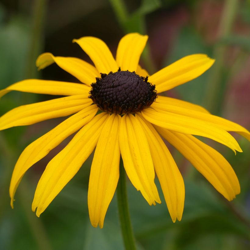 Rudbeckia fulgida Goldsturm (Floração)