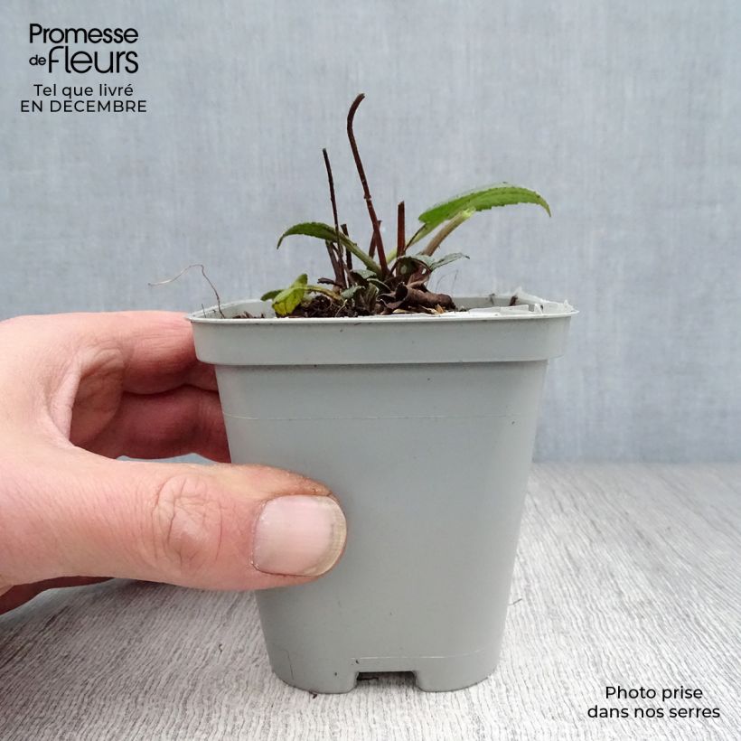 Amostra de Rudbeckia fulgida Goldsturm - Soleil vivace d'automne Vaso de 8/9 cm tal como entregue no inverno