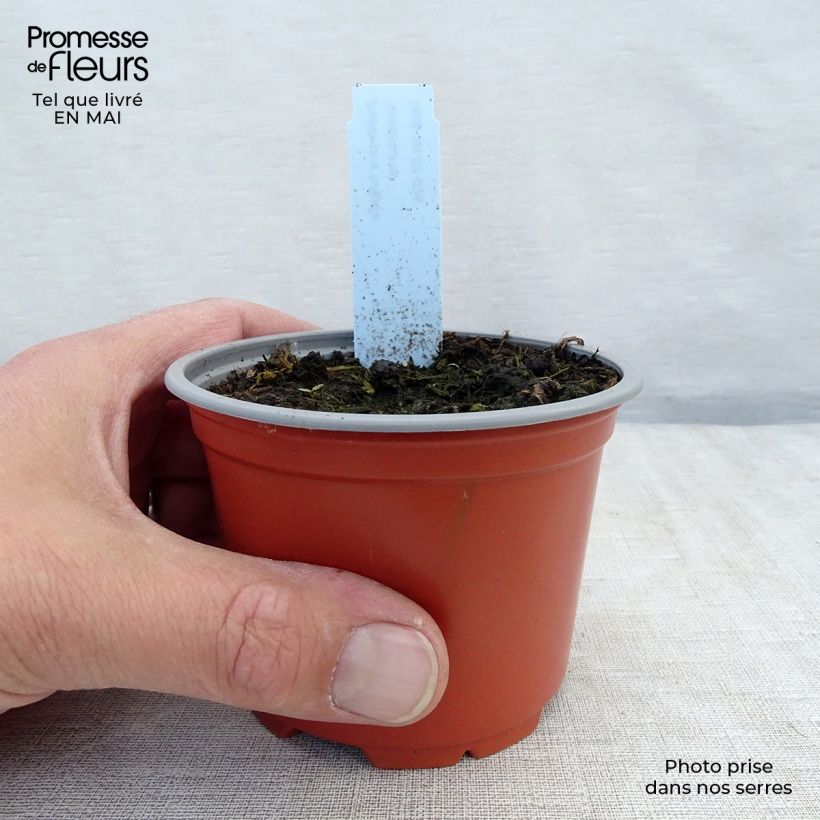 Amostra de Rudbeckia fulgida Goldsturm Vaso de 8/9 cm tal como entregue na primavera