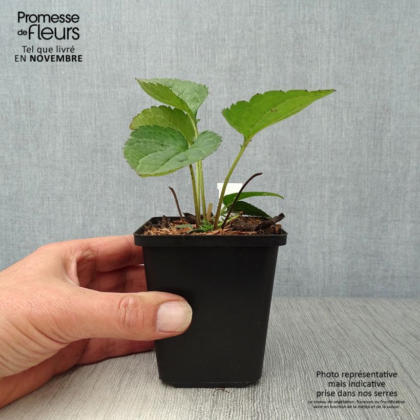 Amostra de Rudbeckia fulgida Goldsturm Vaso de 8/9 cm tal como entregue no outono