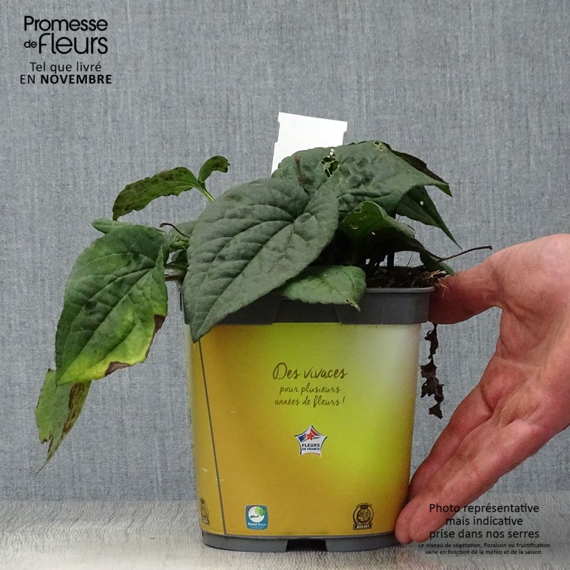 Amostra de Rudbeckia fulgida Goldsturm Vaso de 2 L/3 L tal como entregue no outono