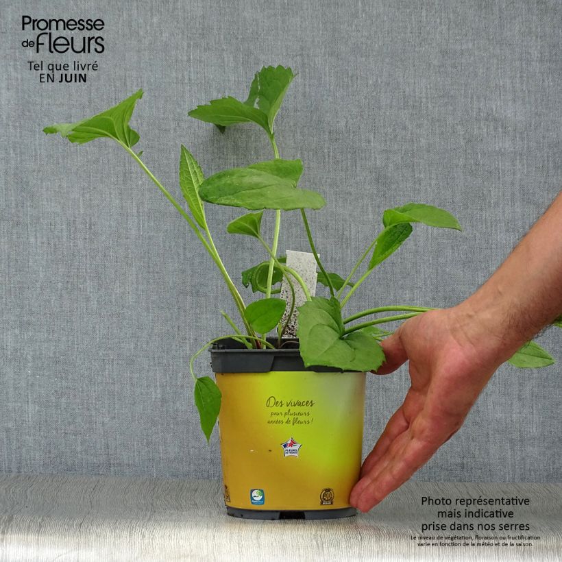Amostra de Rudbeckia fulgida Goldsturm Vaso de 2 L/3 L tal como entregue no verão