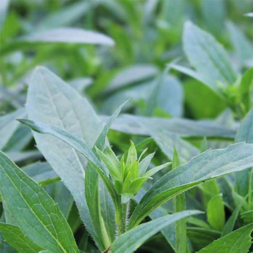 Rudbeckia fulgida var. sullivantii Little Goldstar (Folhagem)