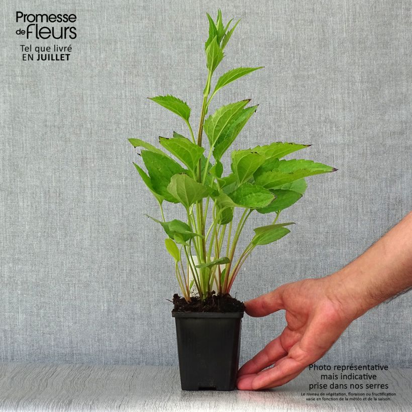 Amostra de Rudbeckia fulgida var. sullivantii Little Goldstar Vaso de 8/9 cm tal como entregue no verão