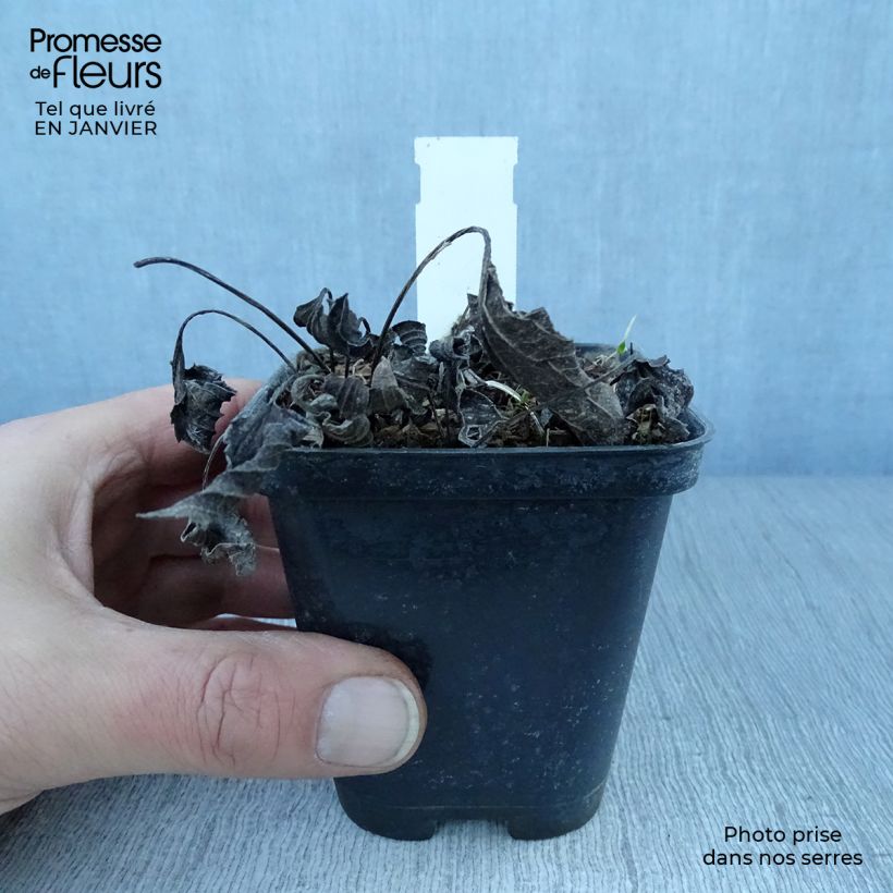 Amostra de Rudbeckia fulgida var. sullivantii Little Goldstar Vaso de 8/9 cm tal como entregue no inverno