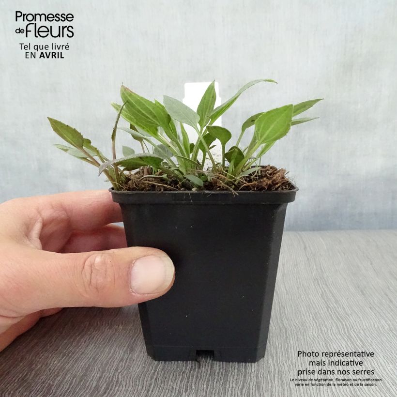 Amostra de Rudbeckia fulgida var. sullivantii Little Goldstar Vaso de 8/9 cm tal como entregue na primavera