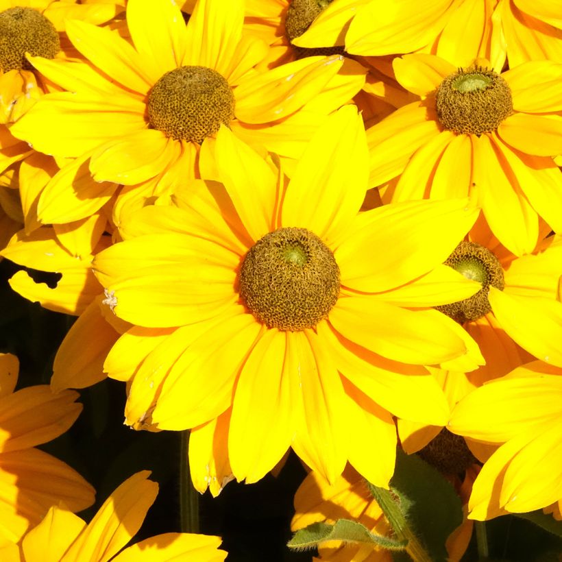 Rudbeckia hirta Sunbeckia Ophelia (Floração)