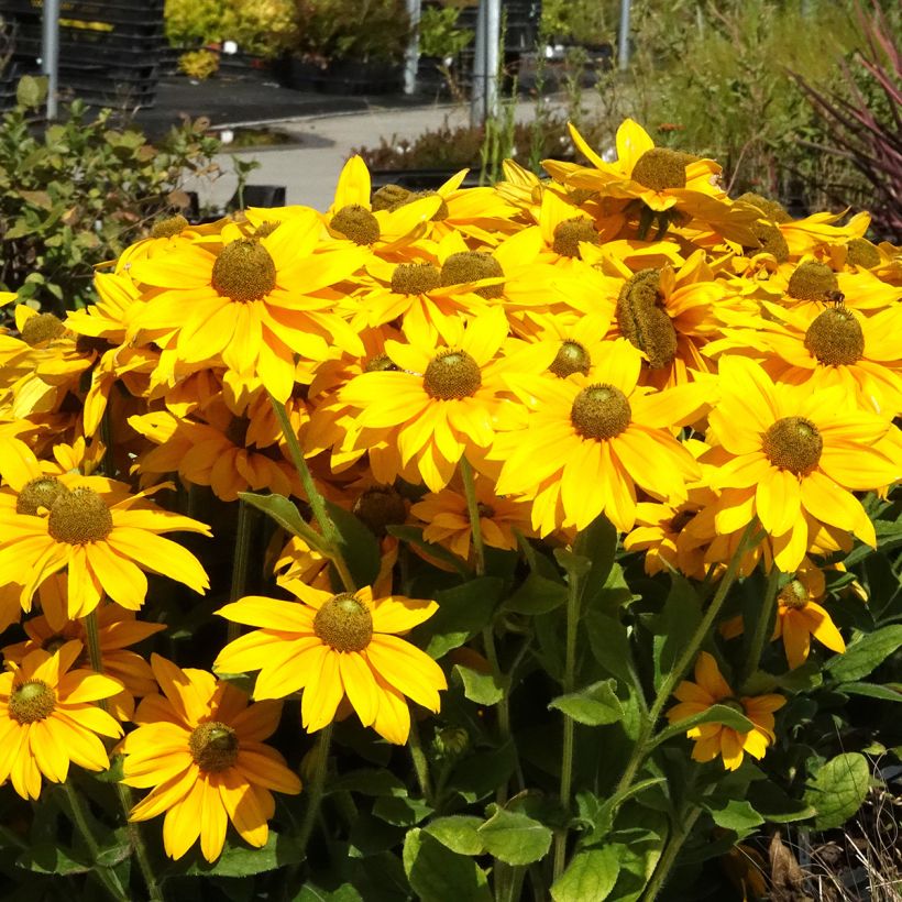 Rudbeckia hirta Sunbeckia Ophelia (Hábito)
