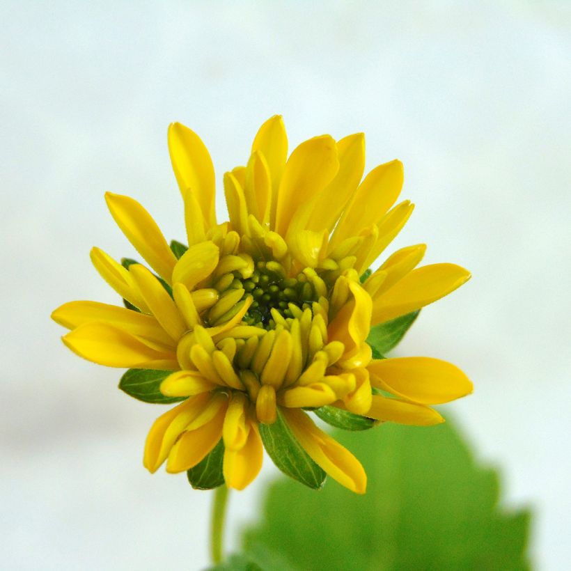 Rudbeckia laciniata Goldquelle (Floração)