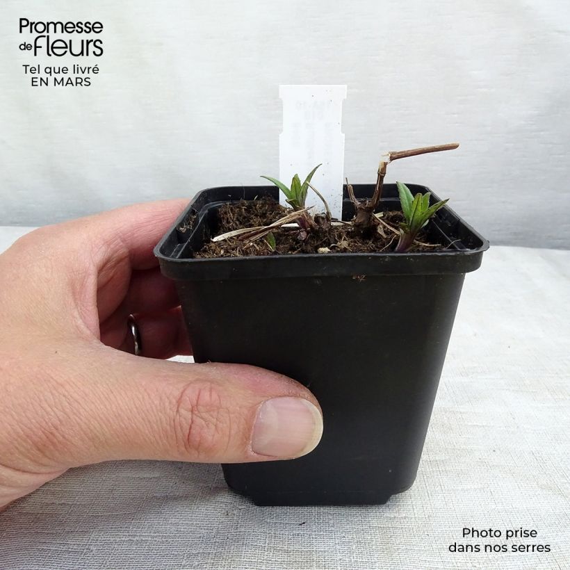 Amostra de Rudbeckia laciniata Goldquelle Vaso de 8/9 cm tal como entregue na primavera