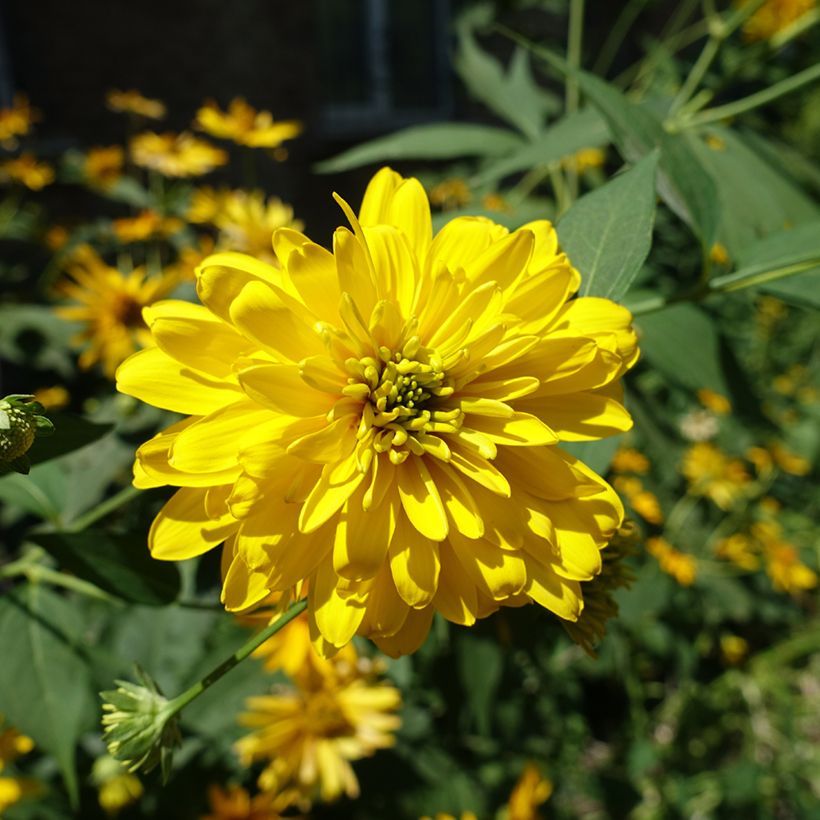 Rudbeckia laciniata Goldquelle (Floração)