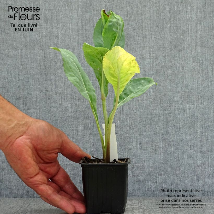 Amostra de Rudbeckia maxima Vaso de 8/9 cm tal como entregue no verão