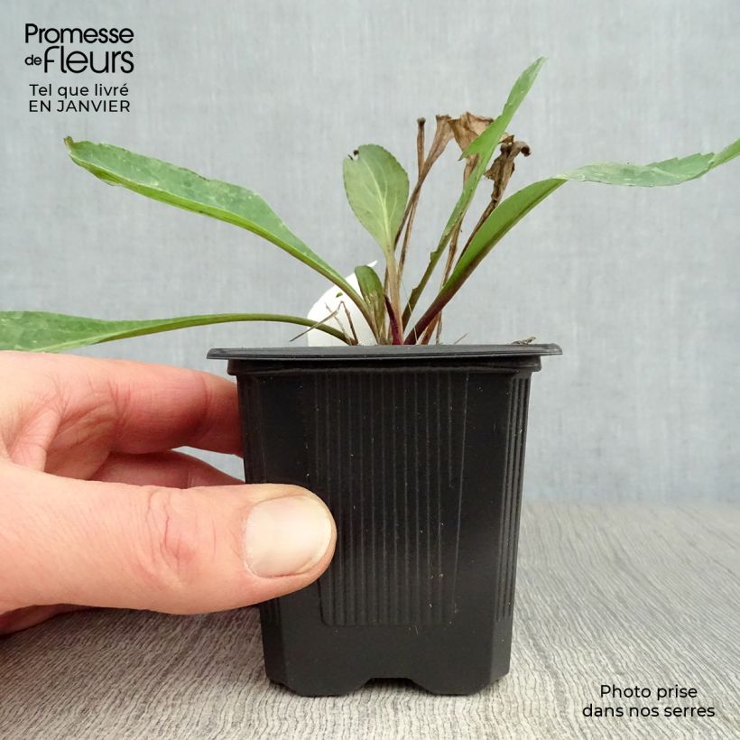 Amostra de Rudbeckia maxima Vaso de 8/9 cm tal como entregue no inverno