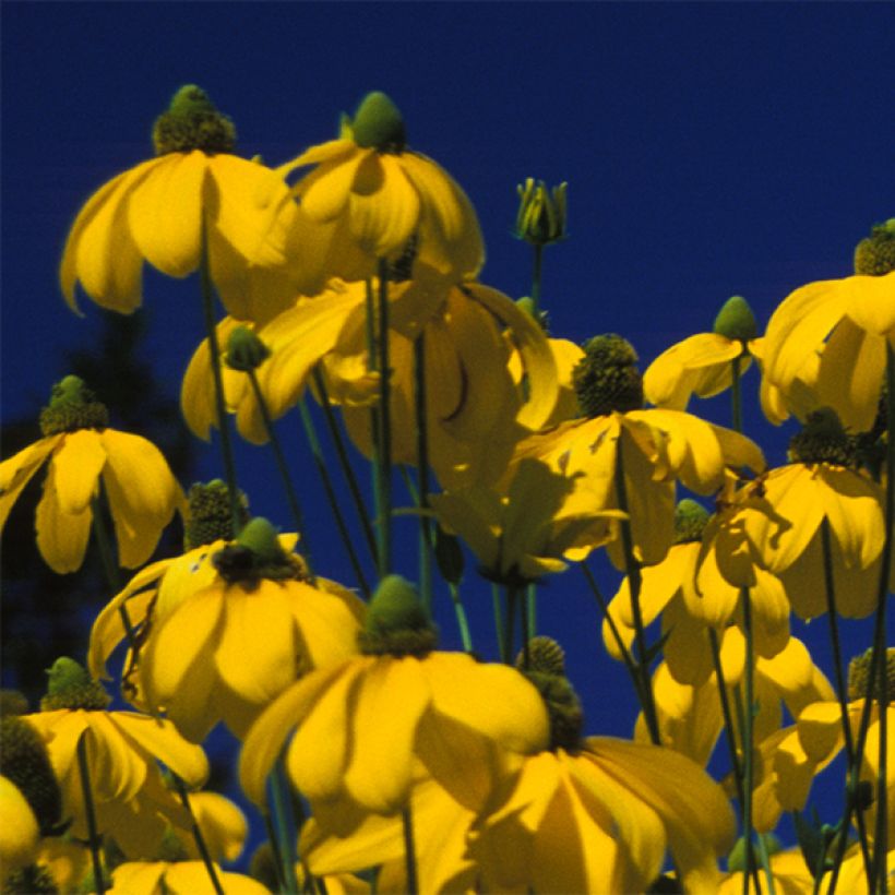 Rudbeckia nitida Herbstsonne (Floração)
