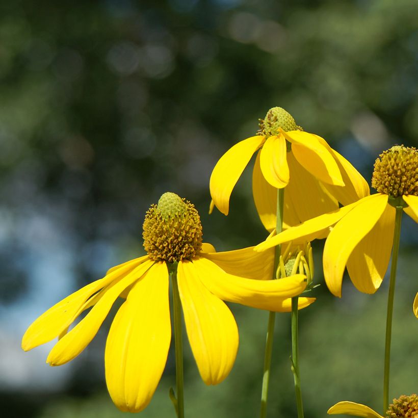 Rudbeckia nitida Herbstsonne (Floração)