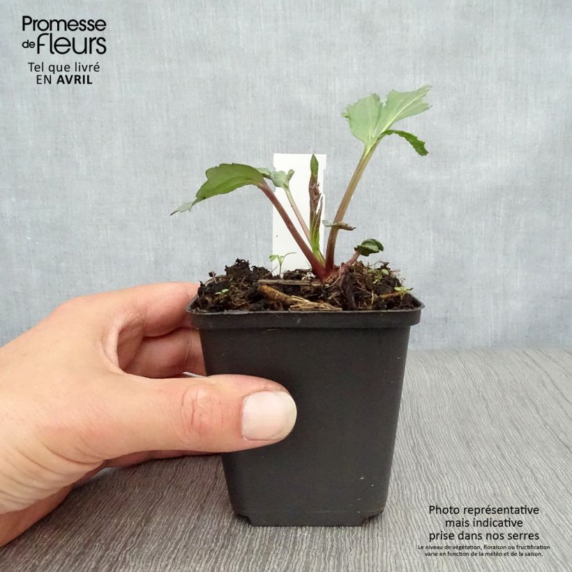 Amostra de Rudbeckia nitida Herbstsonne Vaso de 8/9 cm tal como entregue na primavera