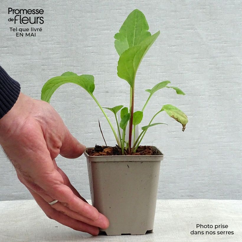 Amostra de Rudbeckia occidentalis Green Wizard Vaso de 8/9 cm tal como entregue na primavera