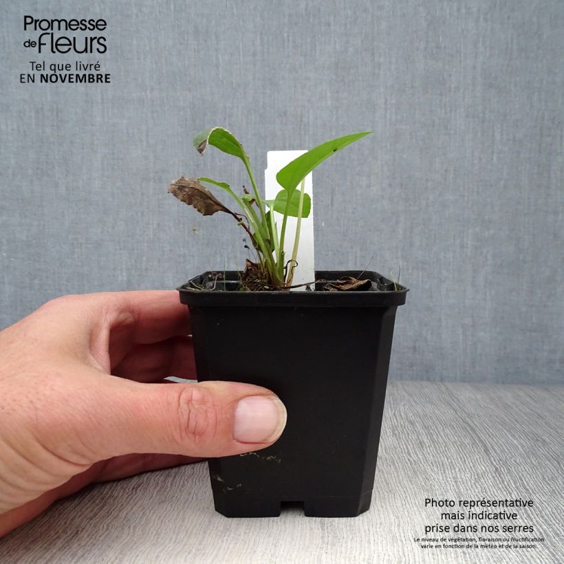 Amostra de Rudbeckia occidentalis Green Wizard Vaso de 8/9 cm tal como entregue no outono