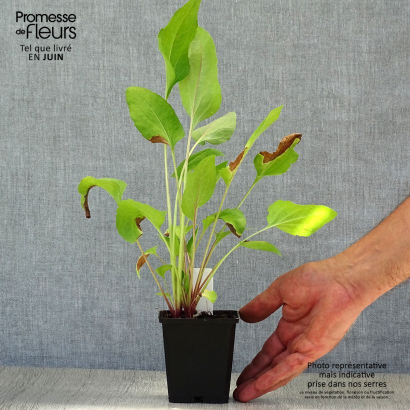 Amostra de Rudbeckia occidentalis Green Wizard Vaso de 8/9 cm tal como entregue no verão