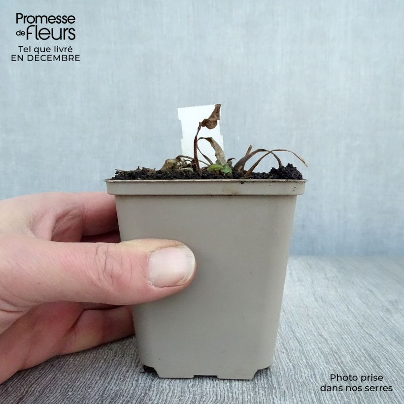 Amostra de Rudbeckia occidentalis Green Wizard Vaso de 8/9 cm tal como entregue no inverno