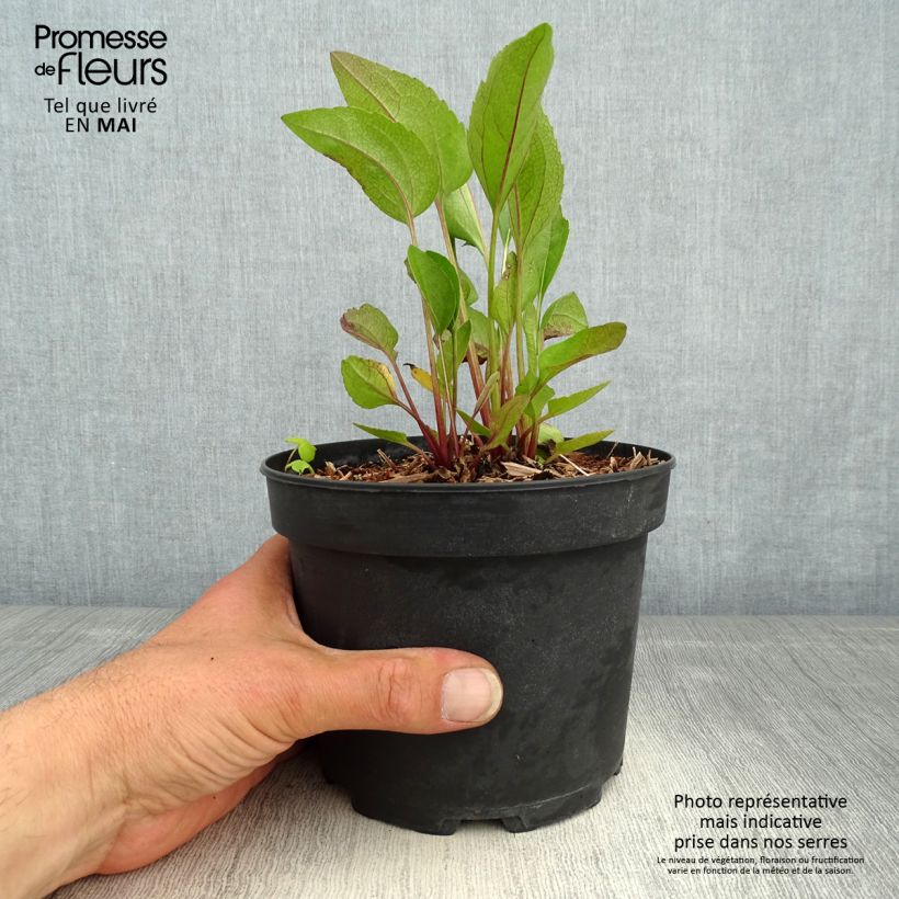 Amostra de Rudbeckia occidentalis Green Wizard Vaso de 2 L/3 L tal como entregue na primavera