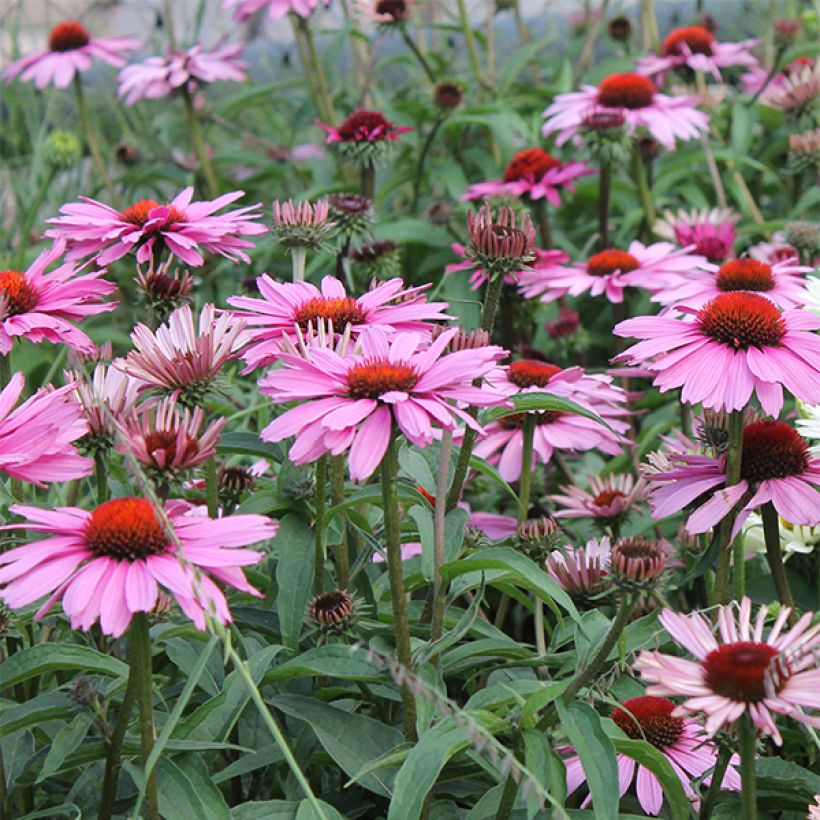 Echinacea purpurea Magnus (Floração)