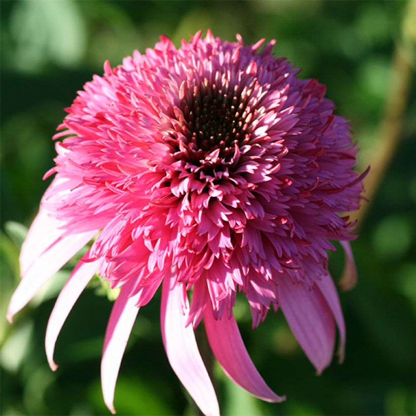 Echinacea purpurea Razzmatazz (Floração)