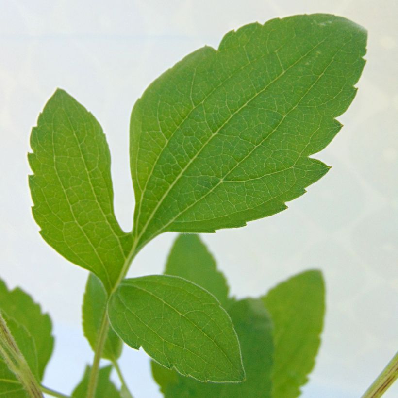 Rudbeckia subtomentosa Henry Eilers (Folhagem)