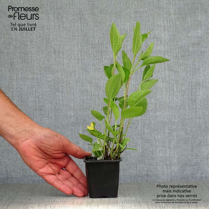Amostra de Rudbeckia subtomentosa Henry Eilers Vaso de 8/9 cm tal como entregue no verão