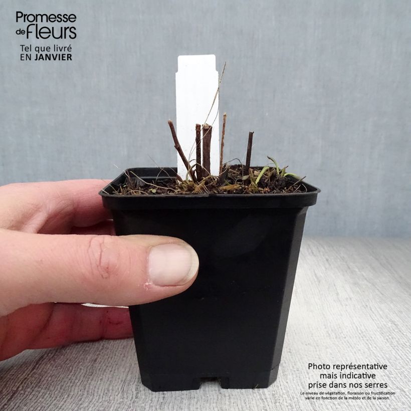 Amostra de Rudbeckia subtomentosa Henry Eilers Vaso de 8/9 cm tal como entregue no inverno