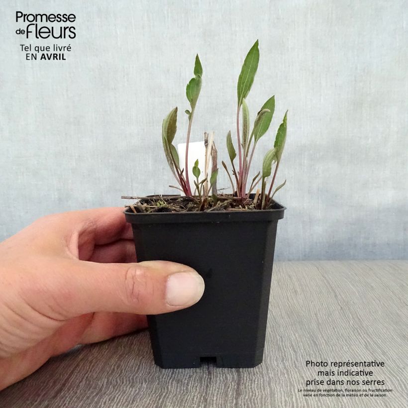 Amostra de Rudbeckia subtomentosa Henry Eilers Vaso de 8/9 cm tal como entregue na primavera