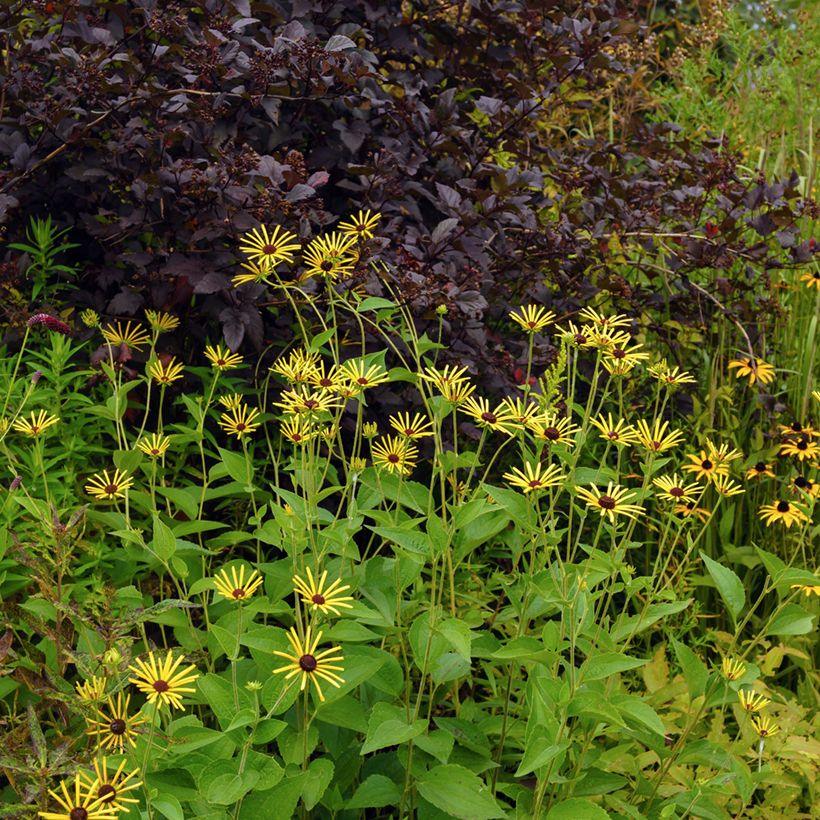 Rudbeckia subtomentosa Henry Eilers (Hábito)