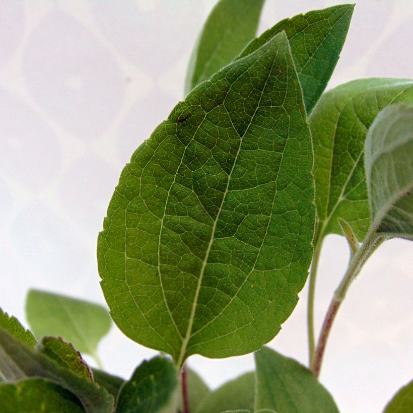 Rudbeckia subtomentosa Little Henry (Folhagem)