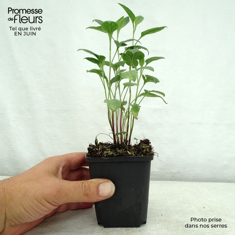Amostra de Rudbeckia subtomentosa Little Henry Vaso de 8/9 cm tal como entregue no verão