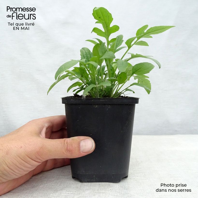 Amostra de Rudbeckia triloba Vaso de 8/9 cm tal como entregue na primavera