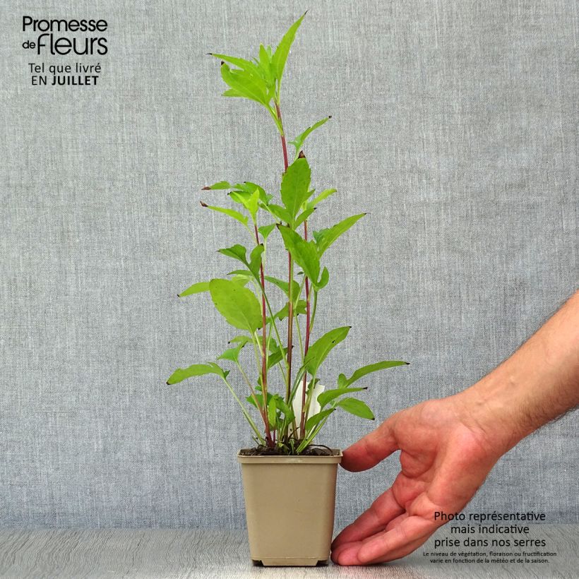 Amostra de Rudbeckia triloba Vaso de 8/9 cm tal como entregue no verão