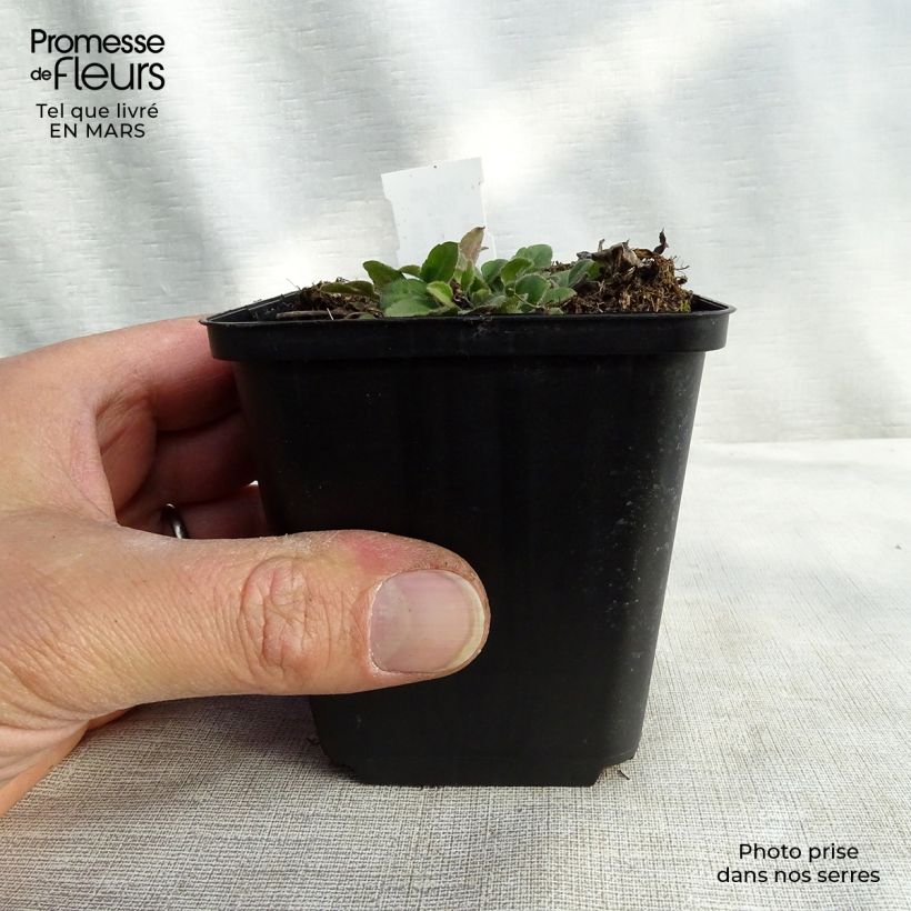 Amostra de Rudbeckia triloba Prairie Glow Vaso de 8/9 cm tal como entregue no inverno