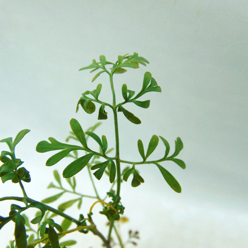 Arruda - Ruta graveolens (Folhagem)