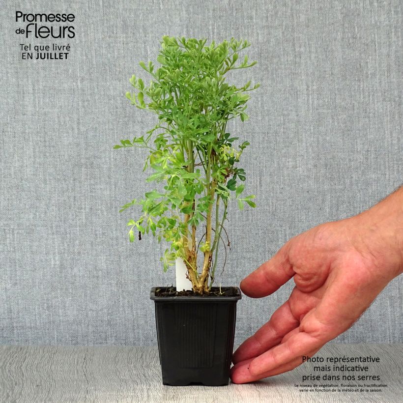 Amostra de Arruda - Ruta graveolens Vaso de 7/8 cm tal como entregue no verão