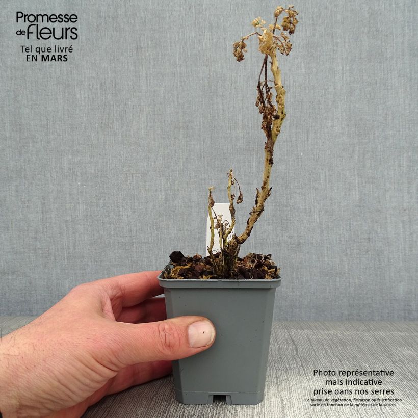 Amostra de Rue officinale - Ruta graveolens Jackman's Blue Vaso de 8/9 cm tal como entregue no inverno