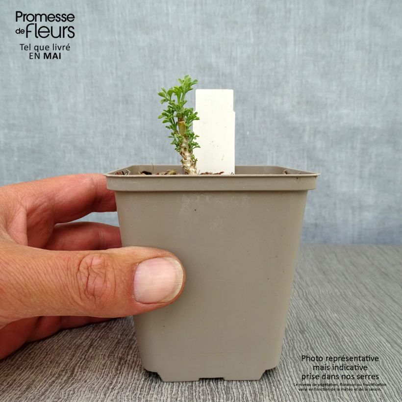 Amostra de Ruta graveolens Jackman's Blue Vaso de 8/9 cm tal como entregue na primavera