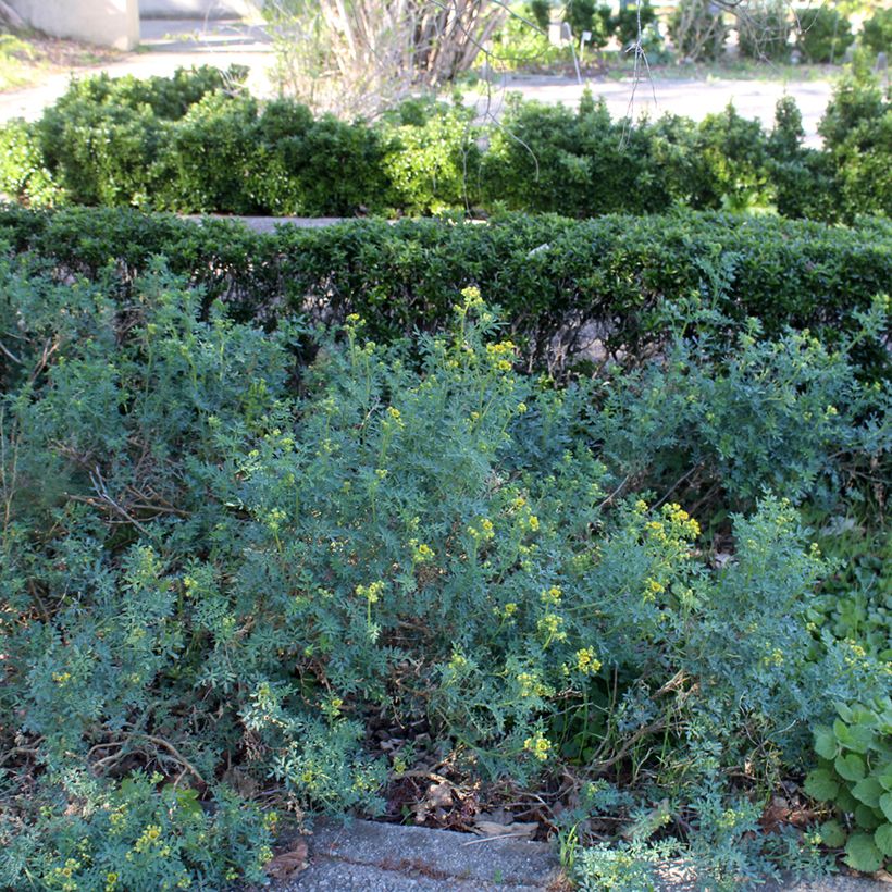 Arruda - Ruta graveolens (Hábito)