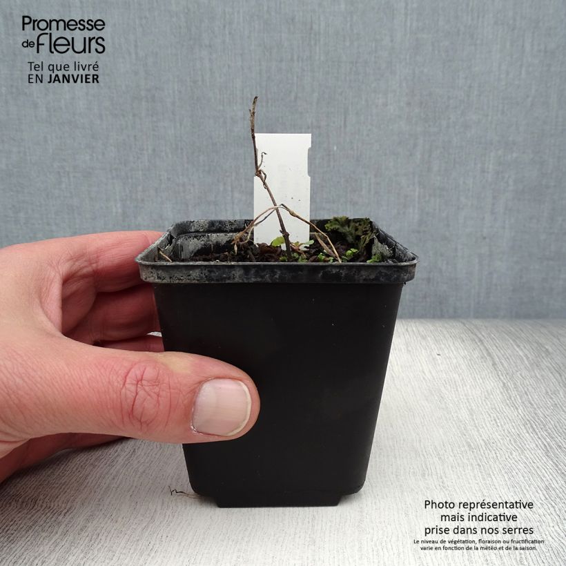 Amostra de Ruellia humilis - Pétunia sauvage Godet de 8/9 cm tal como entregue no inverno