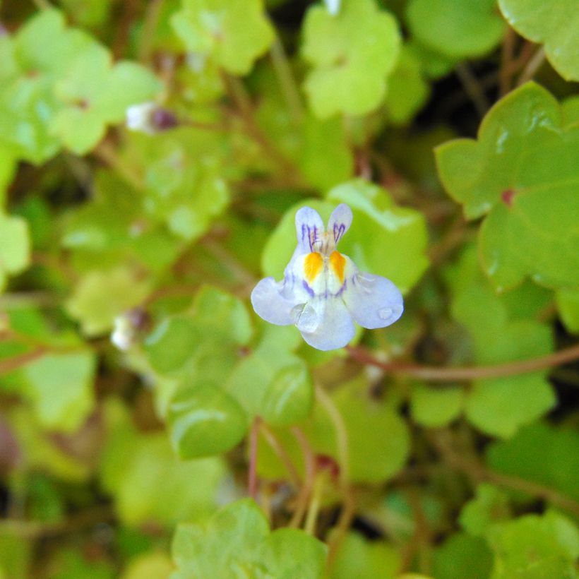 Cymbalaria muralis (Floração)