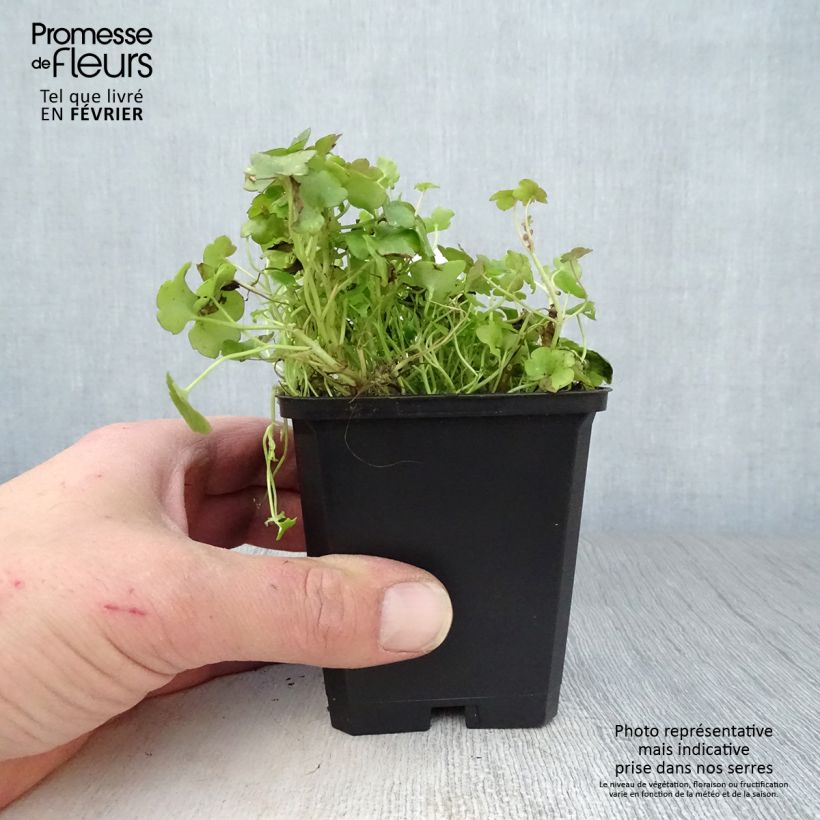 Amostra de Ruine de Rome - Cymbalaria muralis Vaso de 8/9 cm tal como entregue no inverno