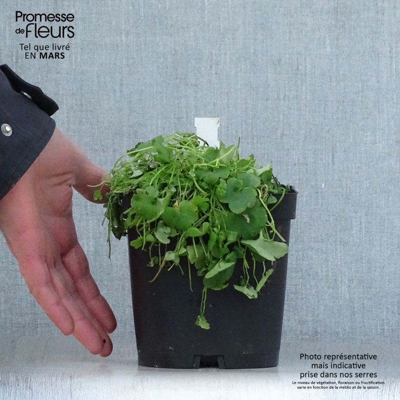 Amostra de Cymbalaria muralis Vaso de 2 L/3 L tal como entregue na primavera