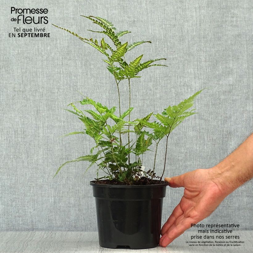Amostra de Rumohra adiantiformis Variegata - Feto-de-couro Vaso de 2 L/3 L tal como entregue no outono