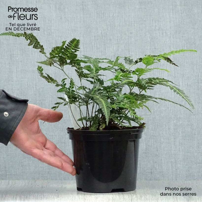 Amostra de Rumohra adiantiformis Variegata - Fougère des fleuristes panachée Pot de 2L/3L tal como entregue no inverno