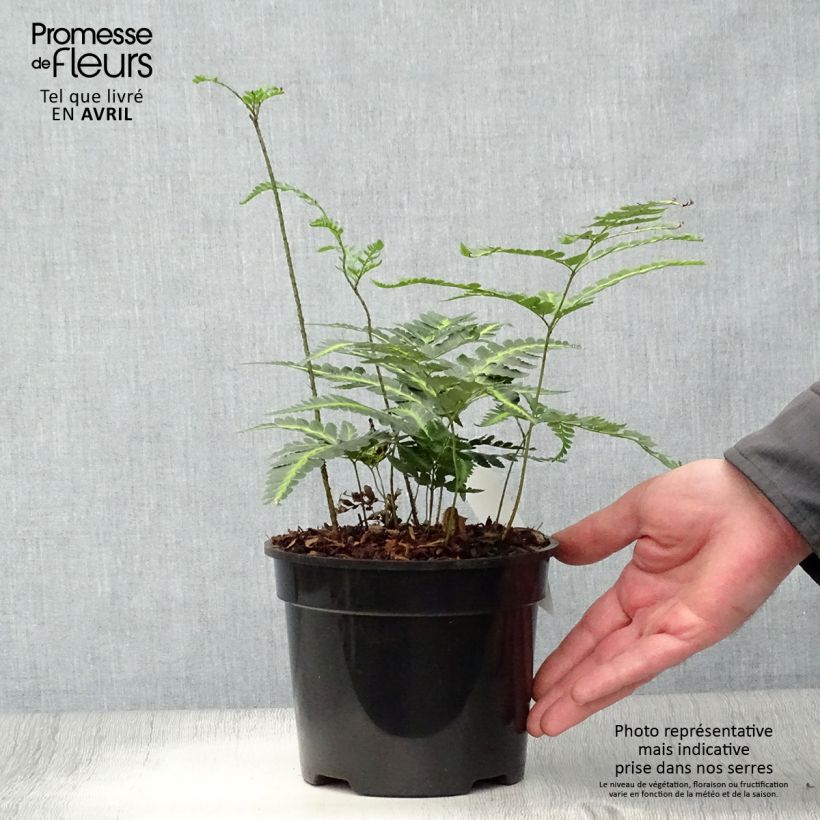 Amostra de Rumohra adiantiformis Variegata - Feto-de-couro Vaso de 2 L/3 L tal como entregue na primavera